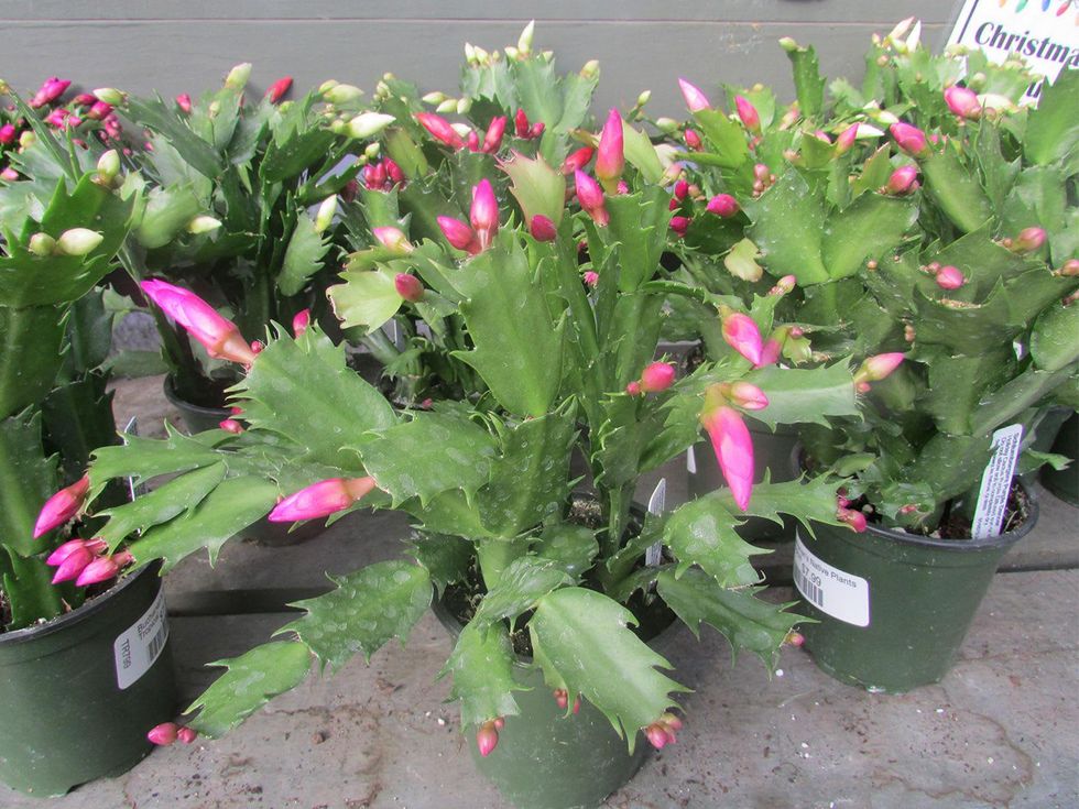 Ready to Jingle plants as gifts December 2014 Christmas cacti at Buchanan's