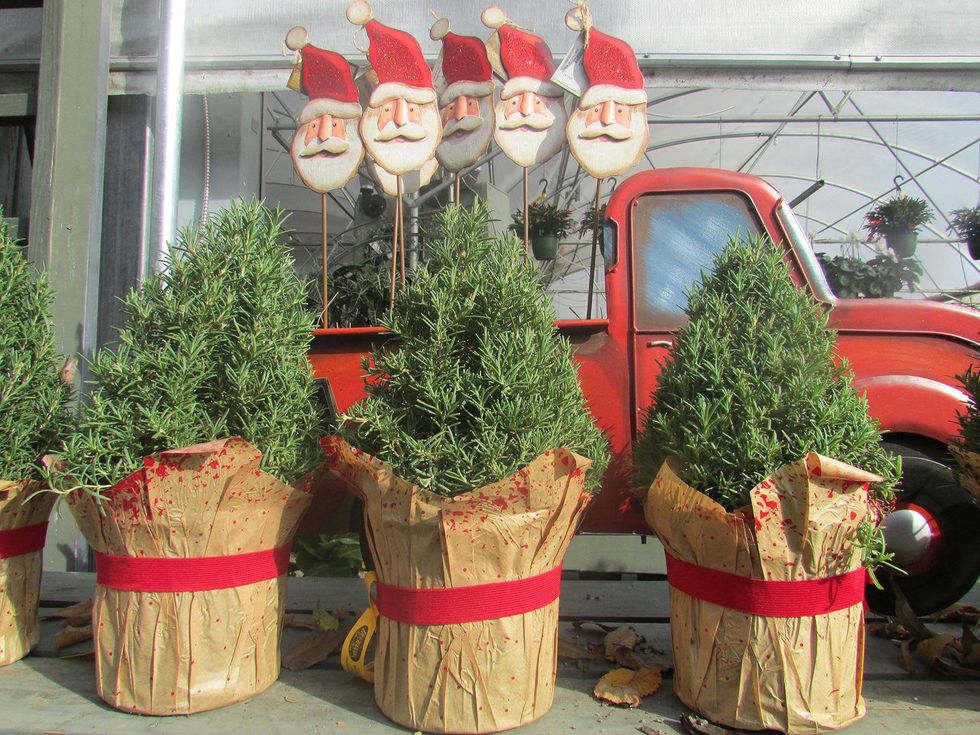 Ready to Jingle plants as gifts December 2014 cone trees at Buchanan's