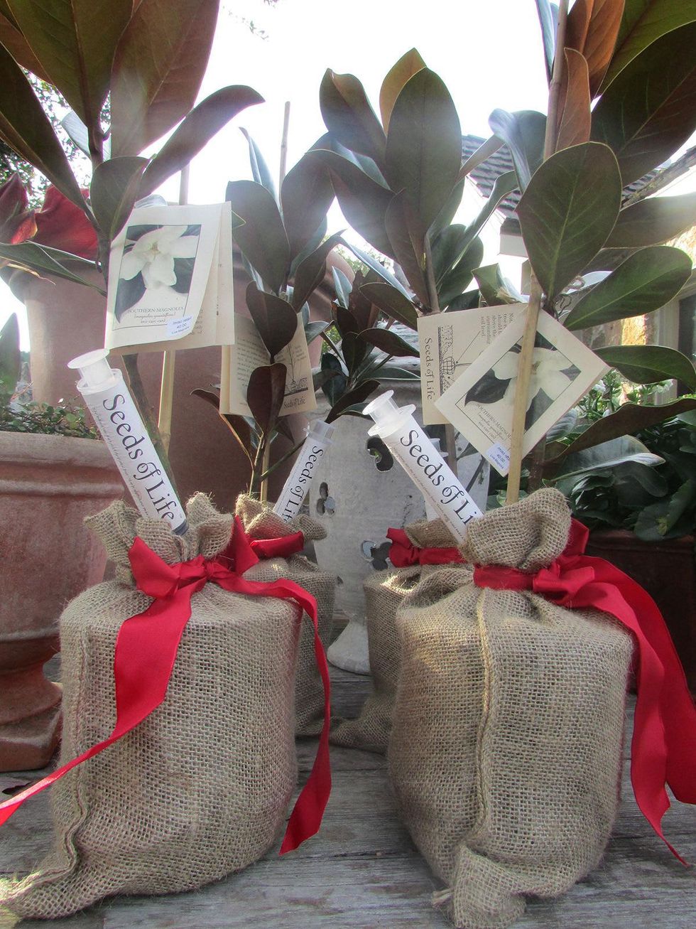 Ready to Jingle plants as gifts December 2014 magnolia trees at Thompson & Hanson
