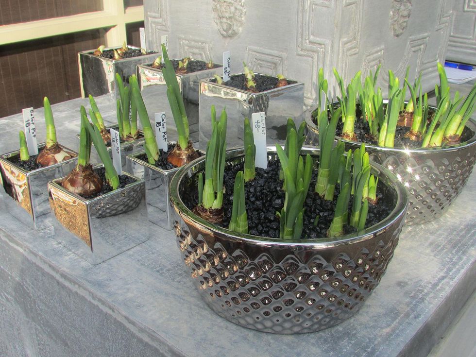 Ready to Jingle plants as gifts December 2014 paperwhites at Thompson & Hanson