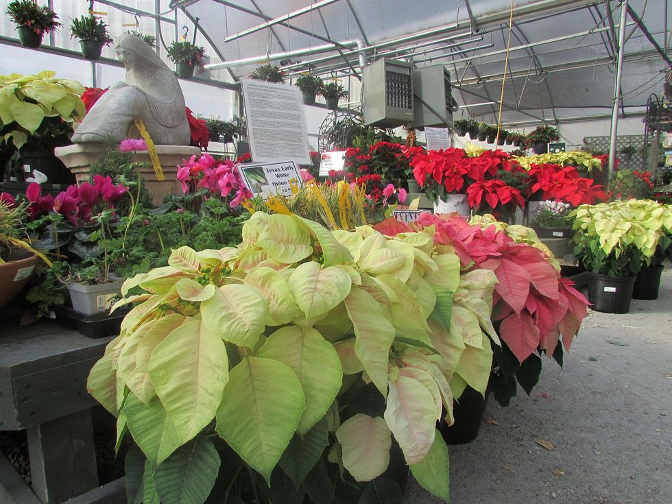 Ready to Jingle plants as gifts December 2014 poinettias at Buchanan's
