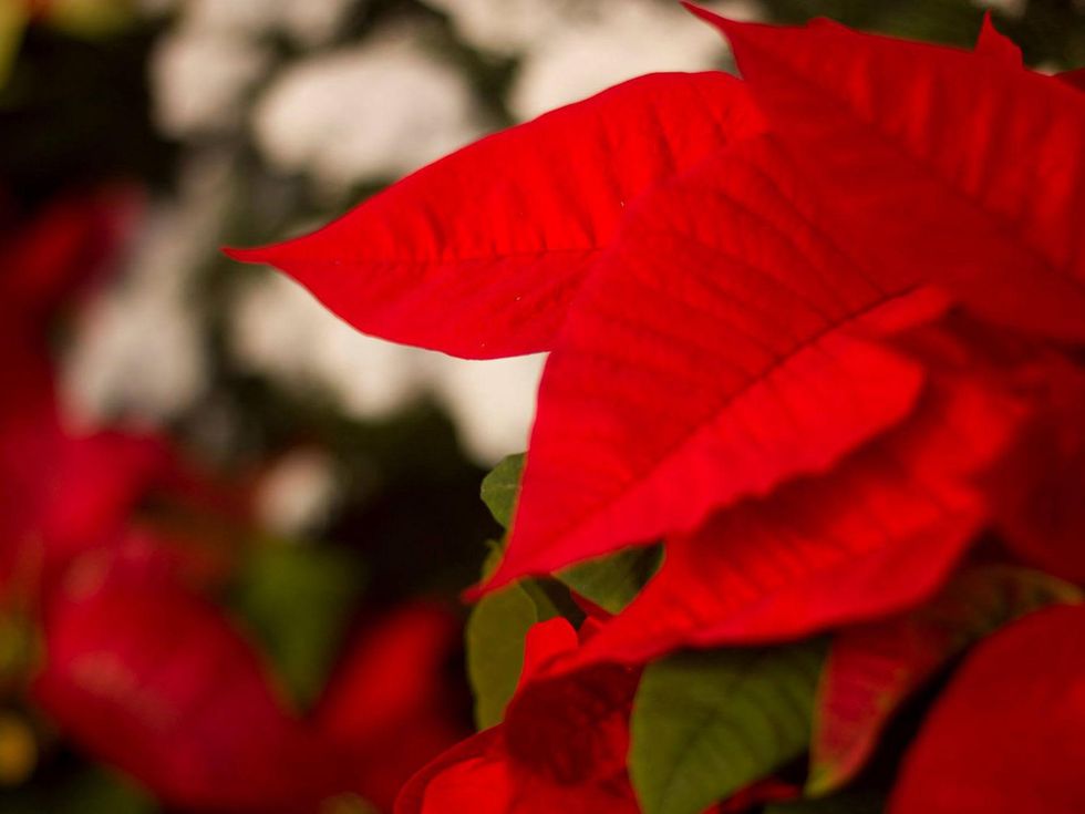 red poinsettia Cornelius Nursery December 2014