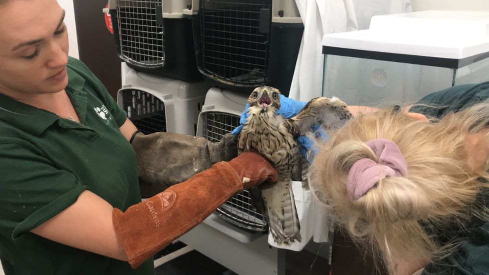 Red-shoulder hawk receiving treatment