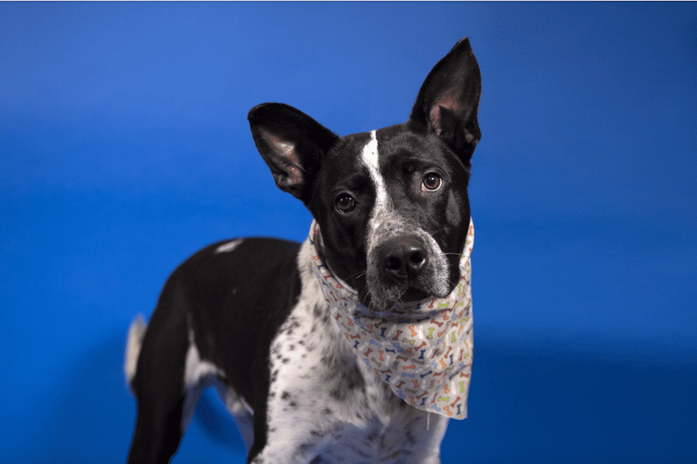 Reginald, big dog for adoption