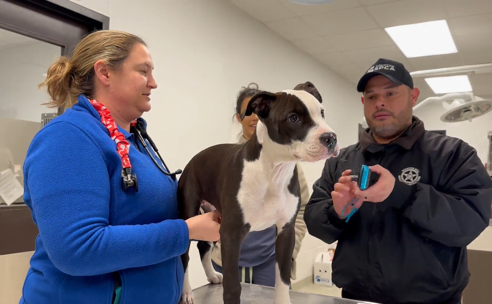 Rescued dog undergoing an exam