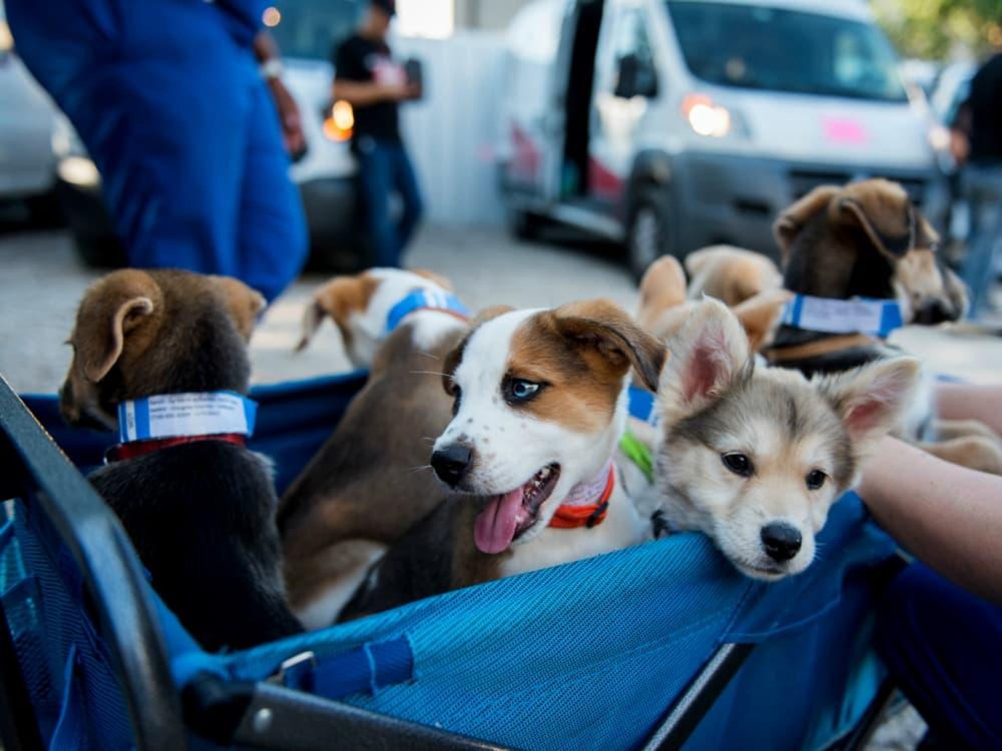 Rescued Pets Movement puppies adoption