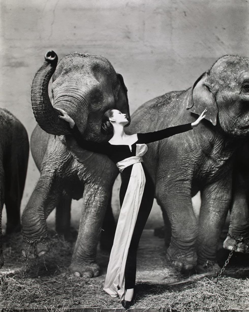 Richard Avedon, Dovima with Elephants