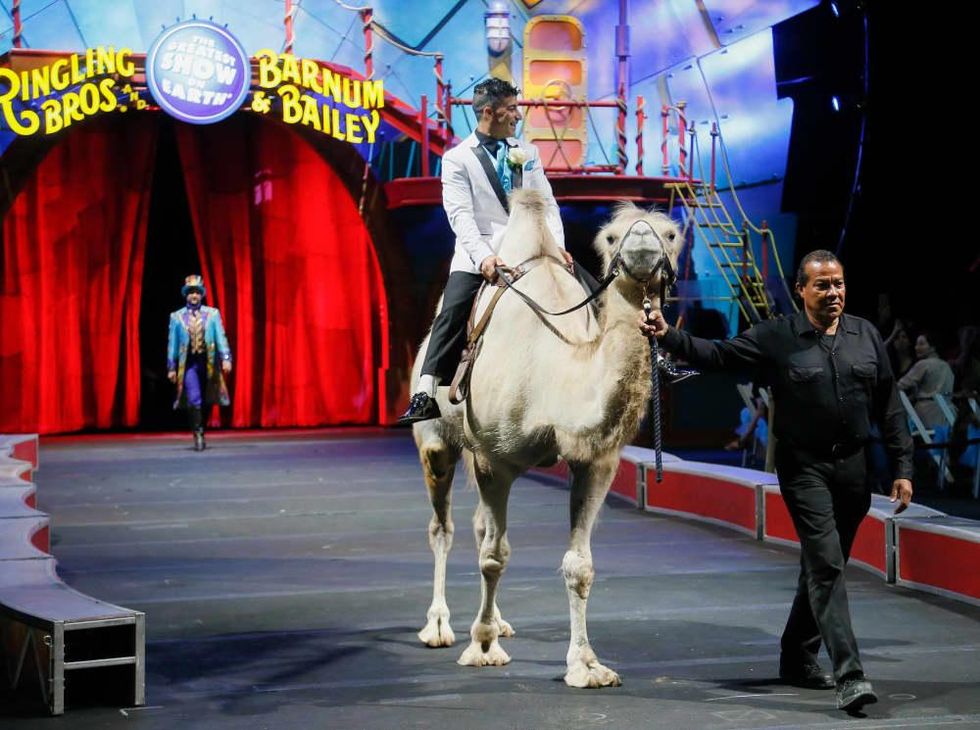 Ringling Bros. wedding, Mustafa Danguir and Anna Lebedeva,, July 2016
