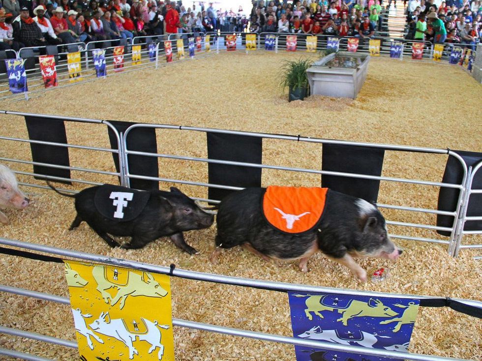 RodeoHouston, family friendly attractions, March 2013, pig race