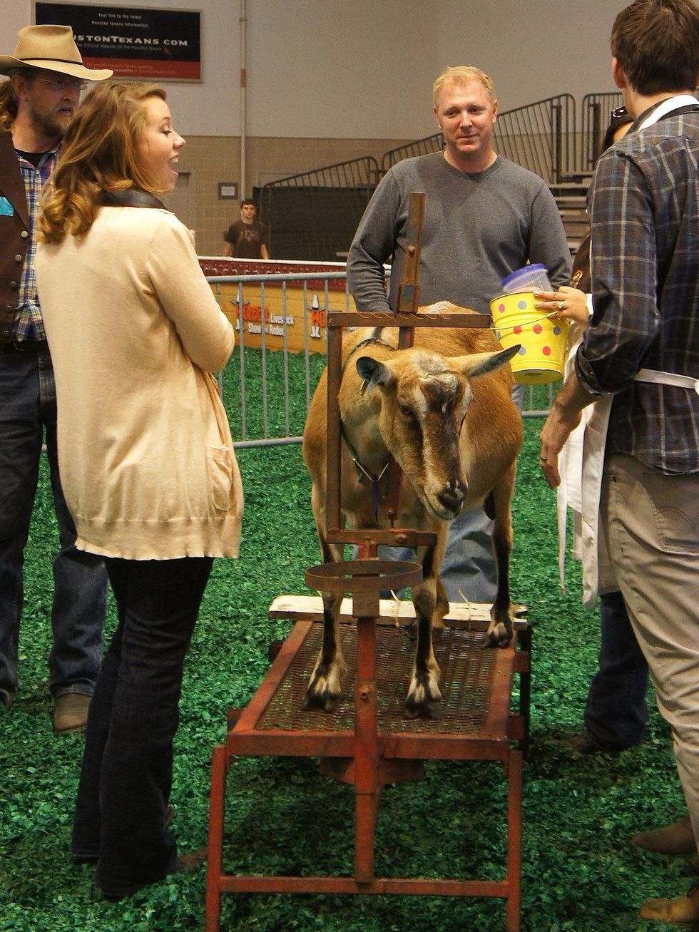 RodeoHouston, goat milking contest, February 2013