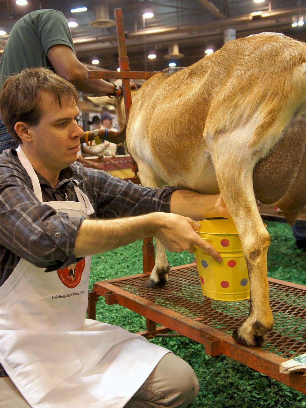 RodeoHouston, goat milking contest, February 2013