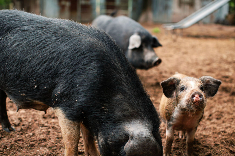 Ronin Farm & Restaurant