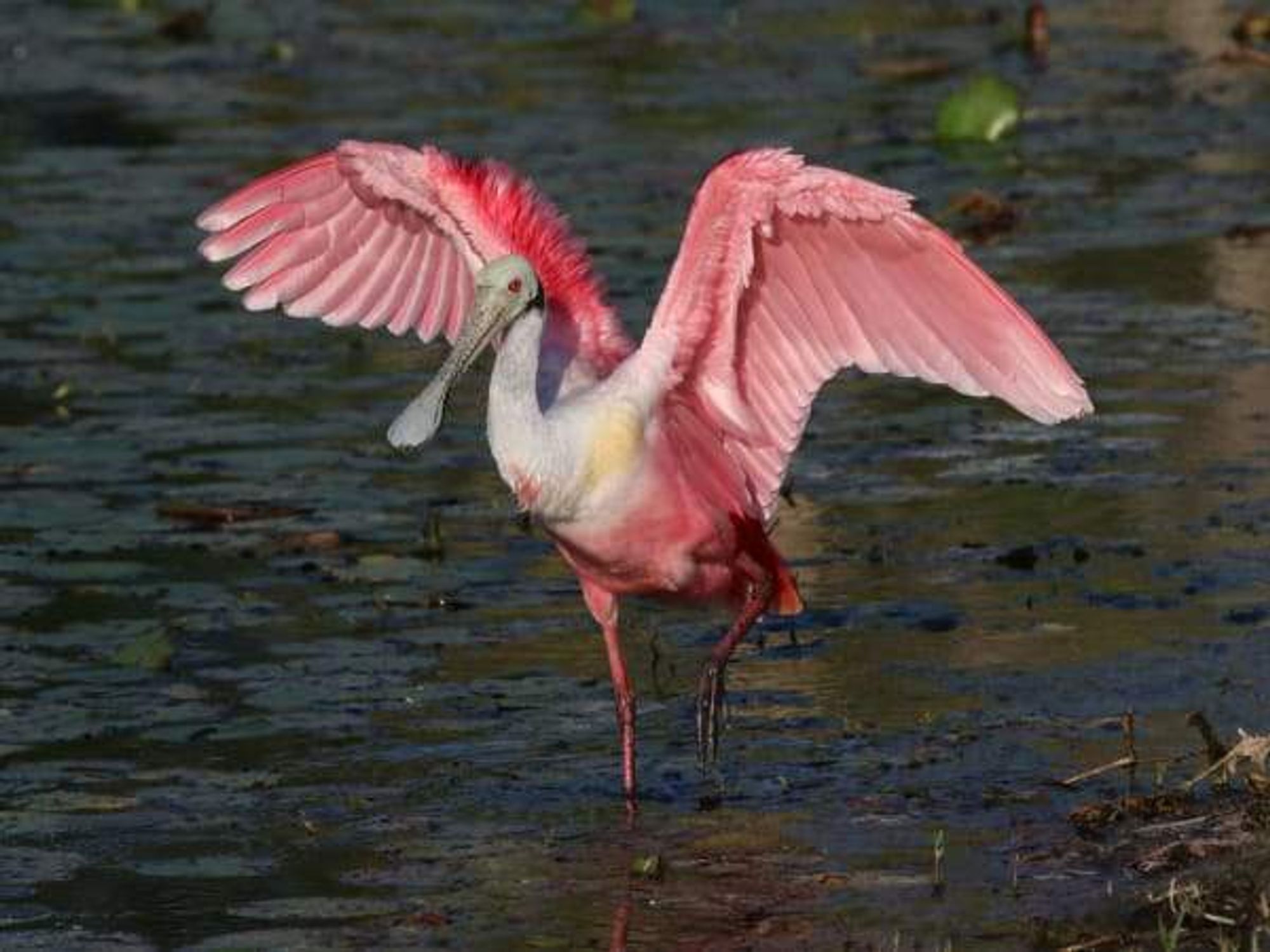 Roseate spoonbill, birdwatching in Houston