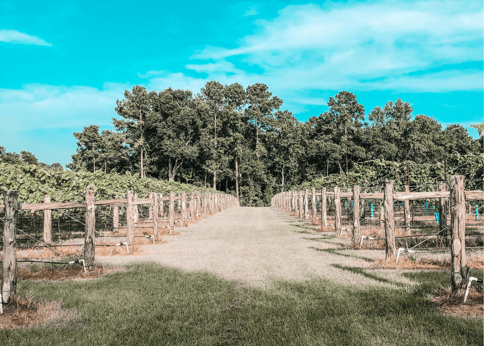 Sam houston wine trail vineyard