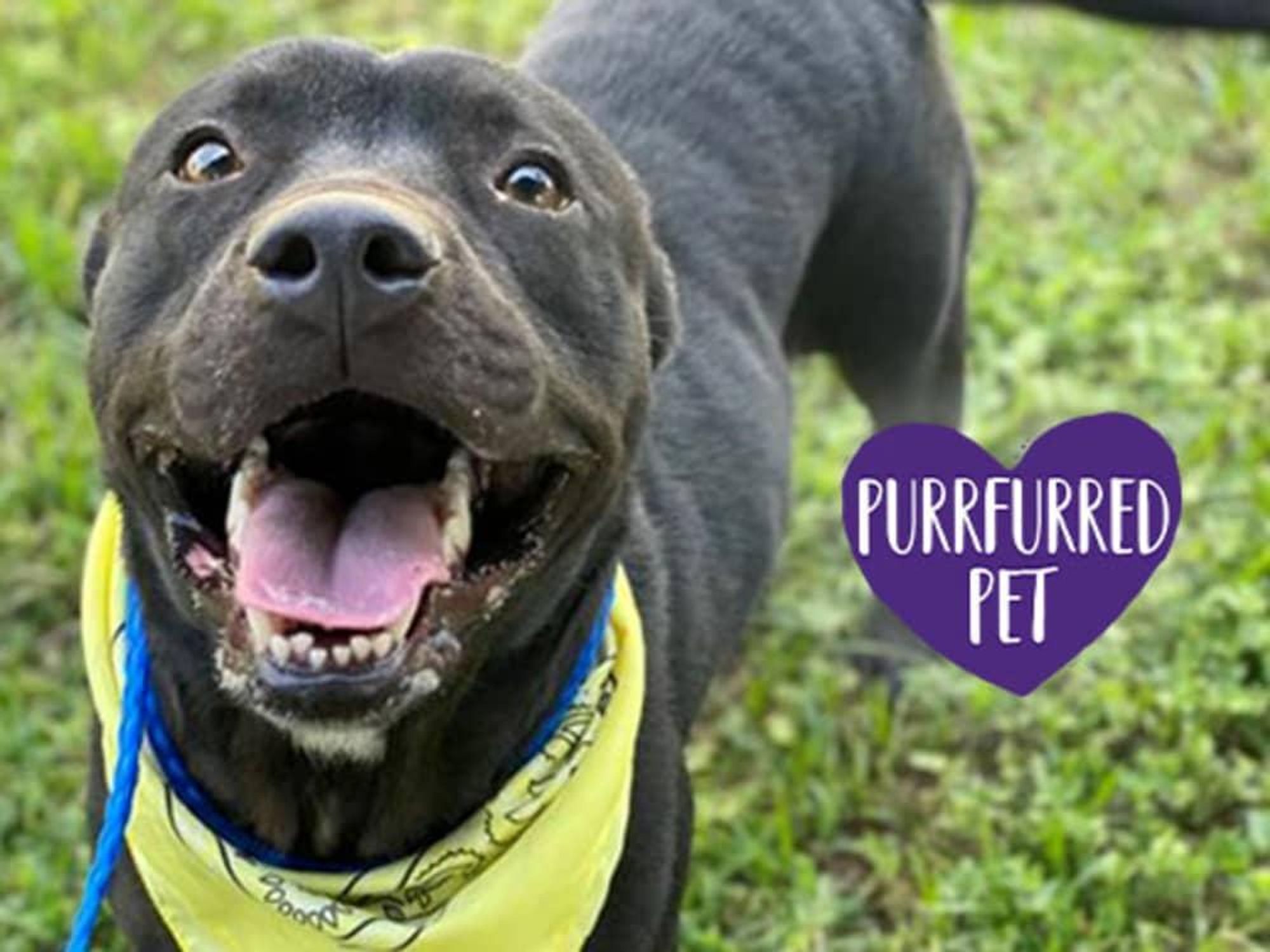 Houston city animal shelter waives adoption fees for future furry friends -  CultureMap Houston