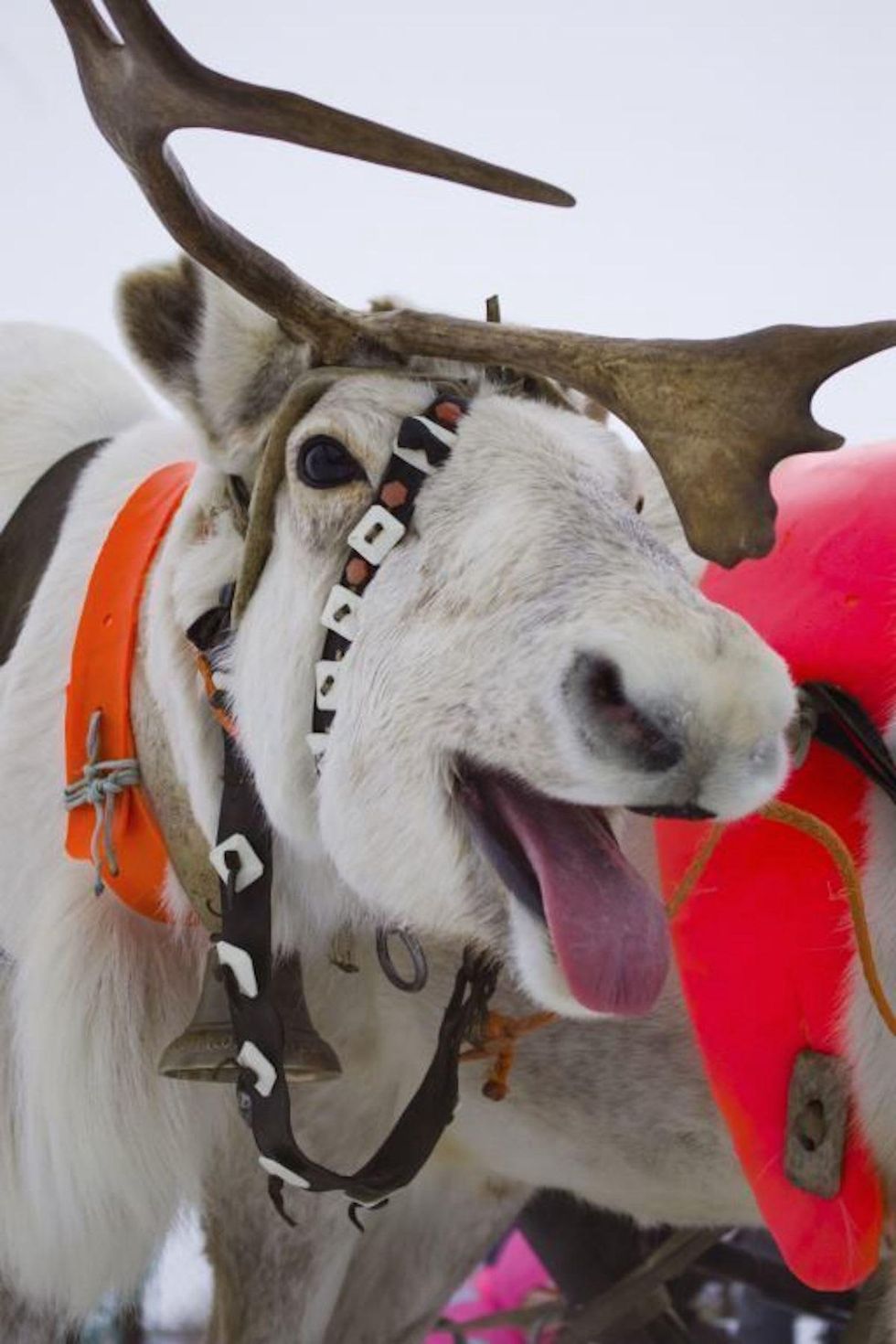 Santa\u2019s reindeer