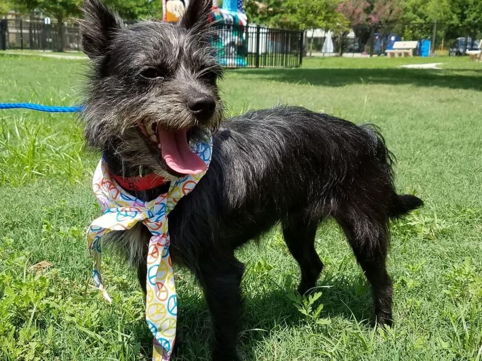 Sasha Pethouse Pet of the Week Citizens for Animal Protection