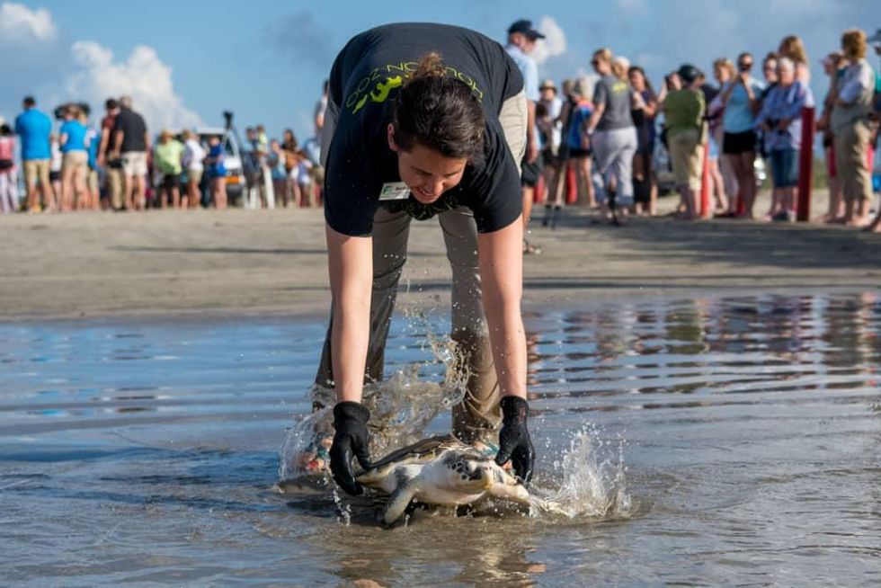 Sea turtle being released into the ocean