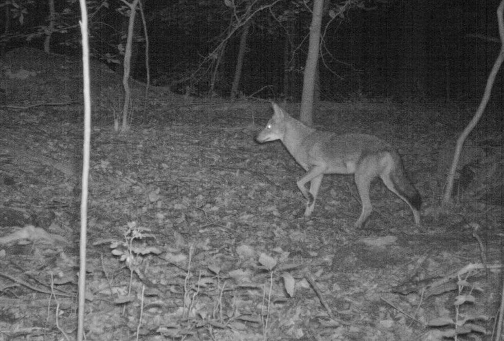 Search for coyote in New York