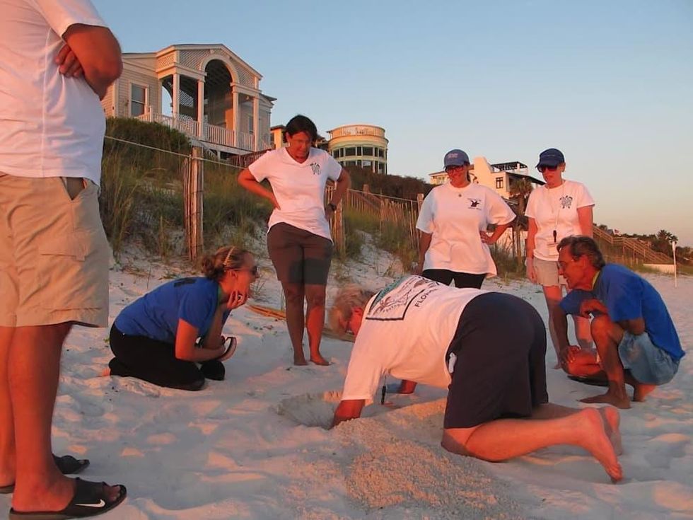 Seaside Florida sea turtle volunteers revisiting the turtle\u2019s nest to count how many eggs hatched - August 24 @ 9pm.