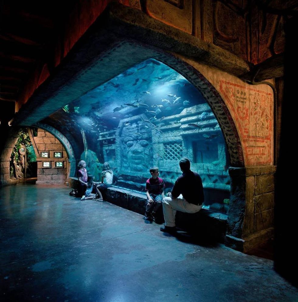 Shark Weekend at the Downtown Aquarium