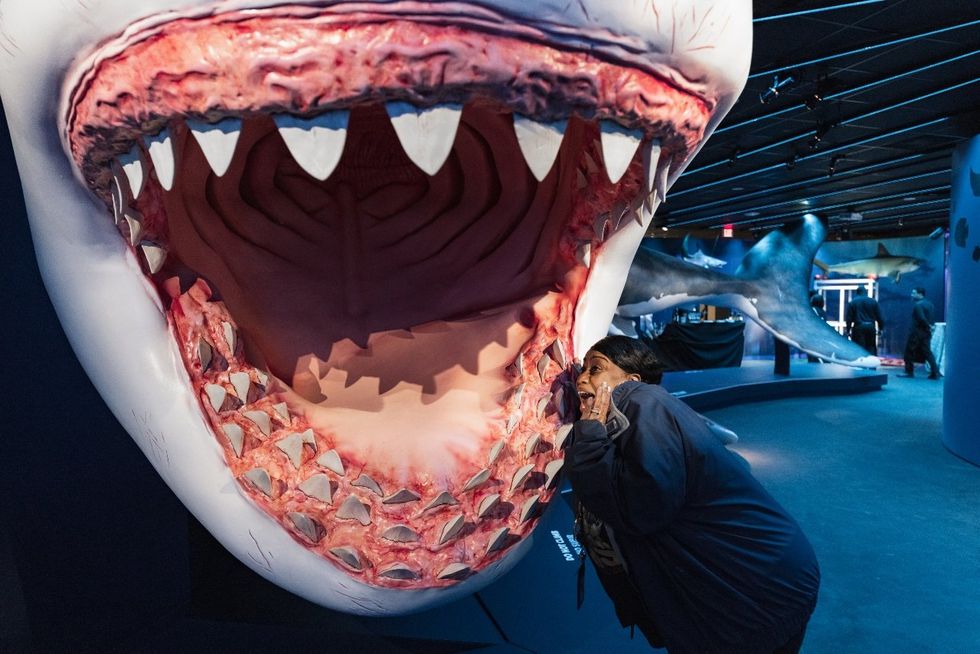 Gigantic 50-foot shark dives into Houston museum for jaw-dropping new ...