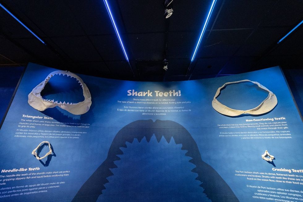 Sharks! The Meg, The Monsters & The Myths HMNS
