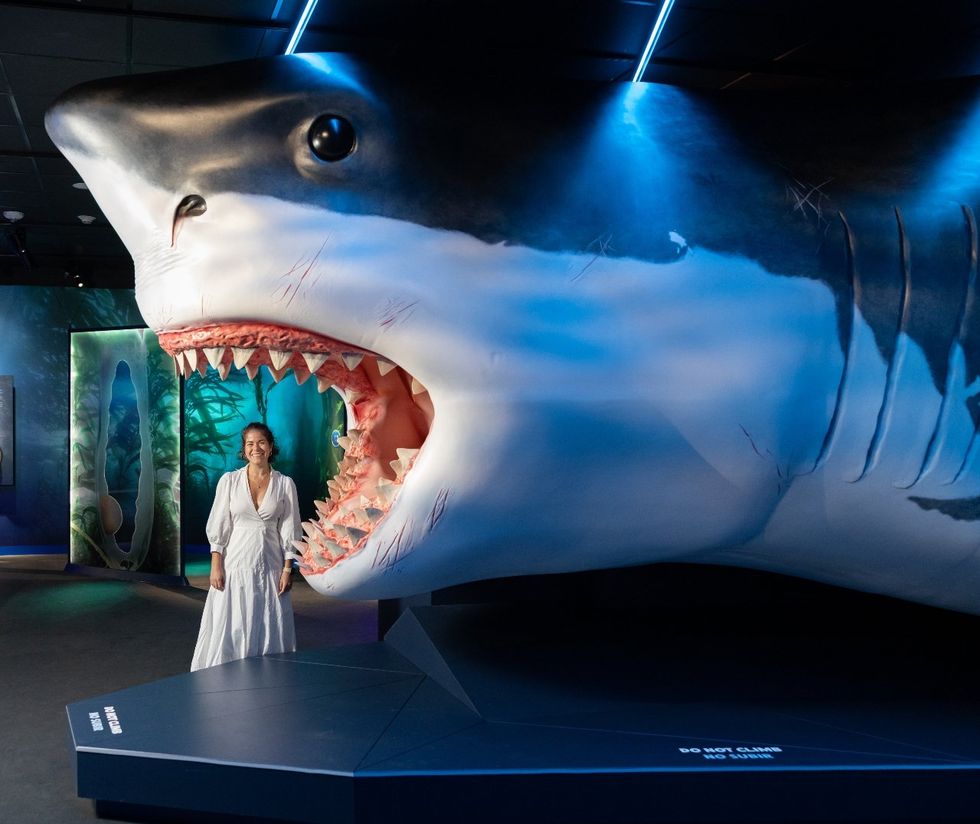 Sharks! The Meg, The Monsters & The Myths HMNS