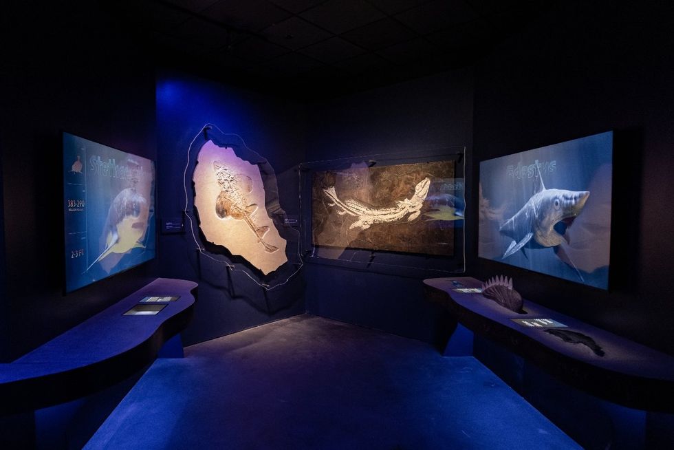 Sharks! The Meg, The Monsters & The Myths HMNS