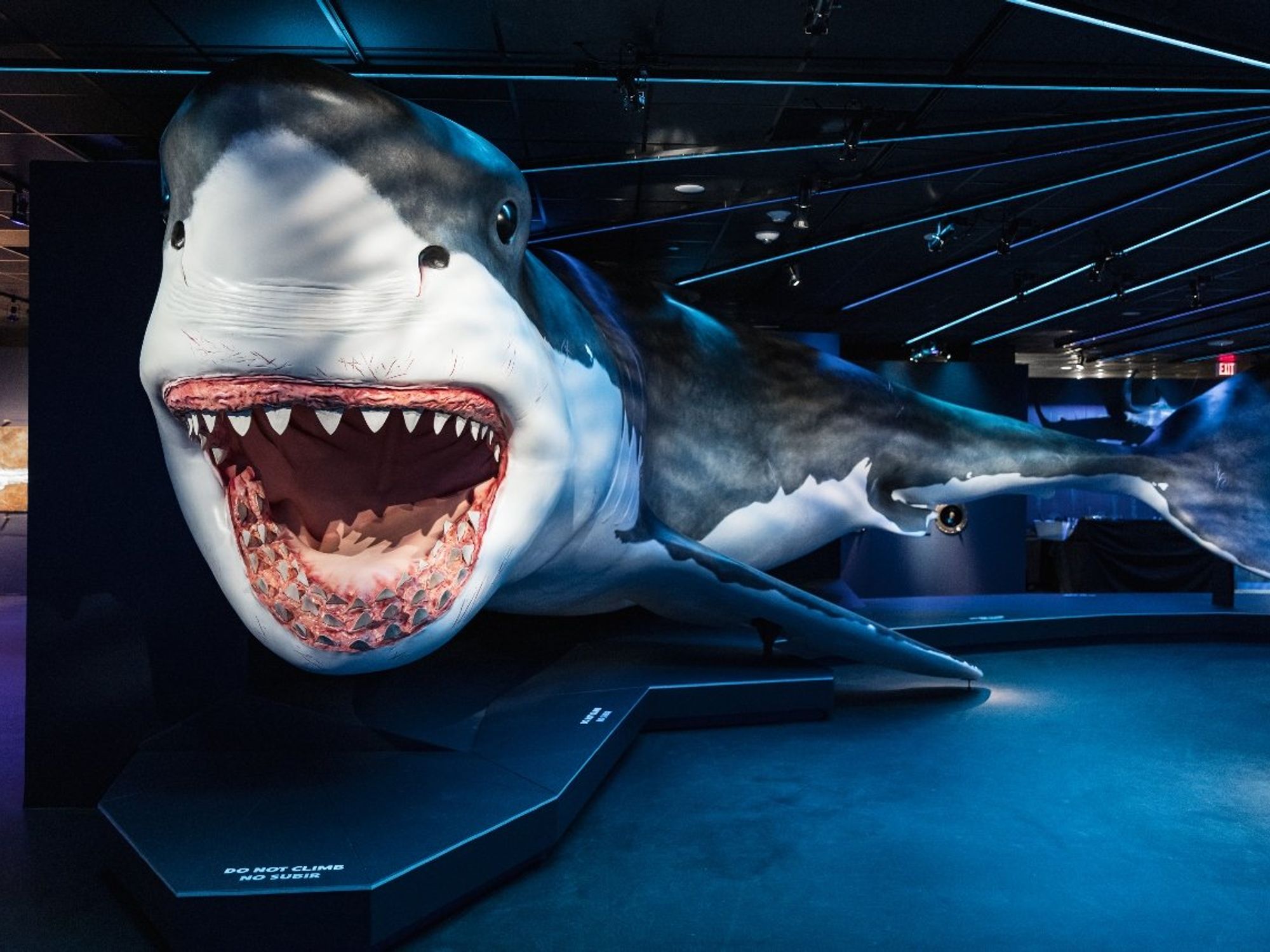 Sharks! The Meg, The Monsters & The Myths HMNS