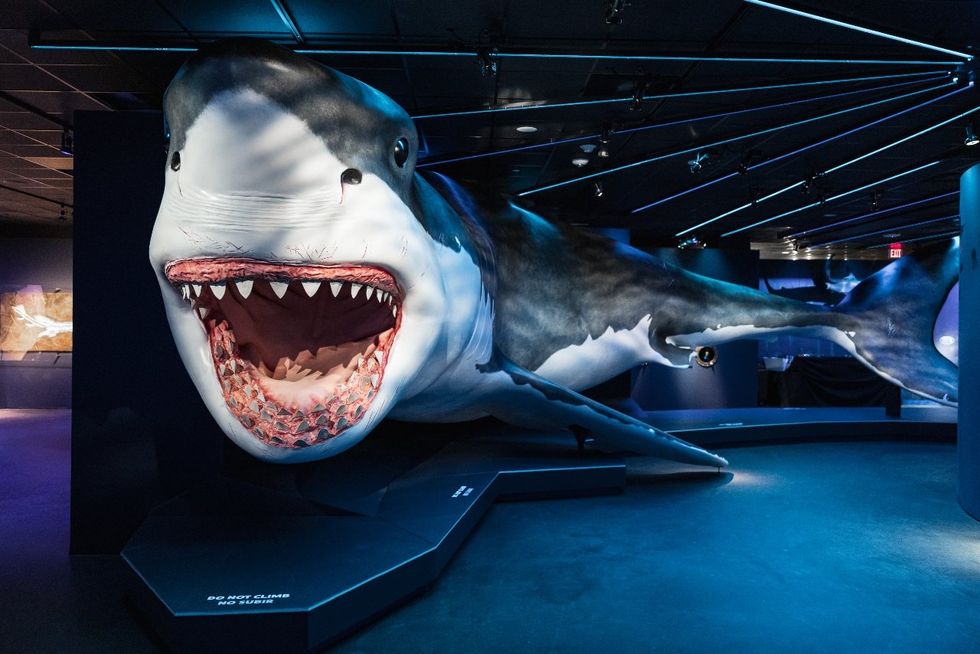 Gigantic 50foot shark dives into Houston museum for jawdropping new