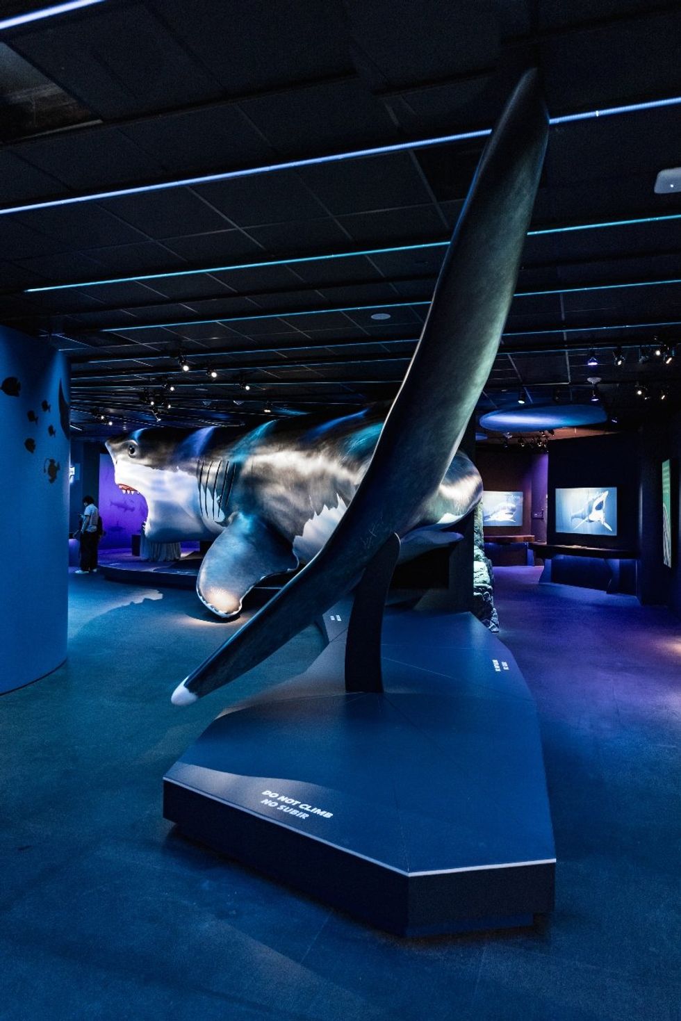 Sharks! The Meg, The Monsters & The Myths HMNS