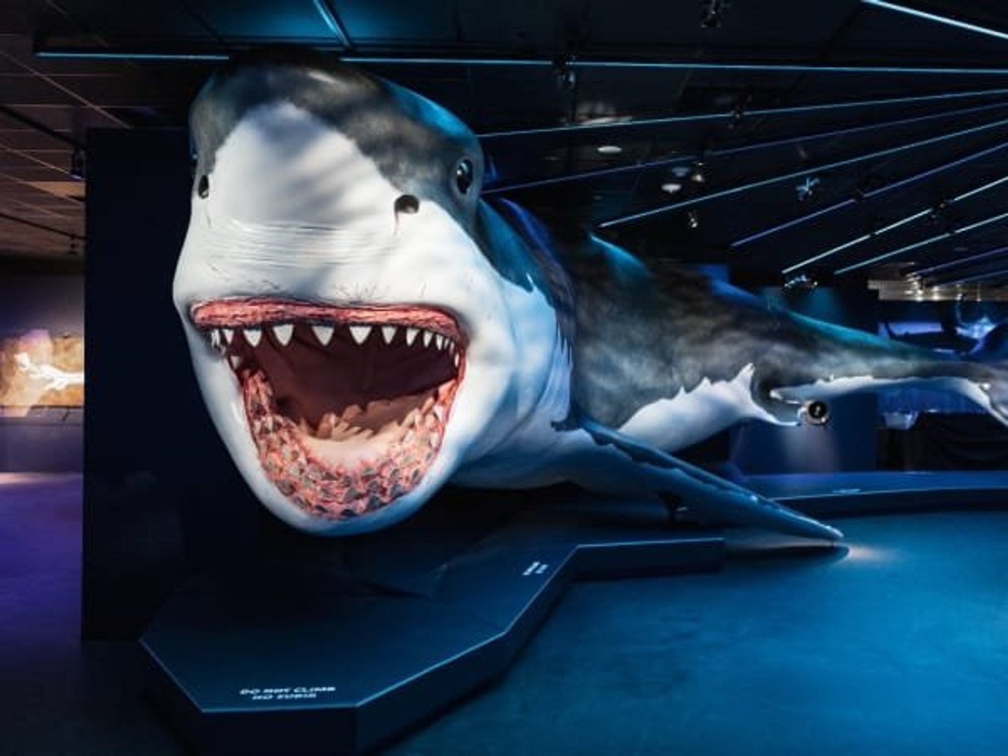 Sharks! The Meg, The Monsters & The Myths HMNS