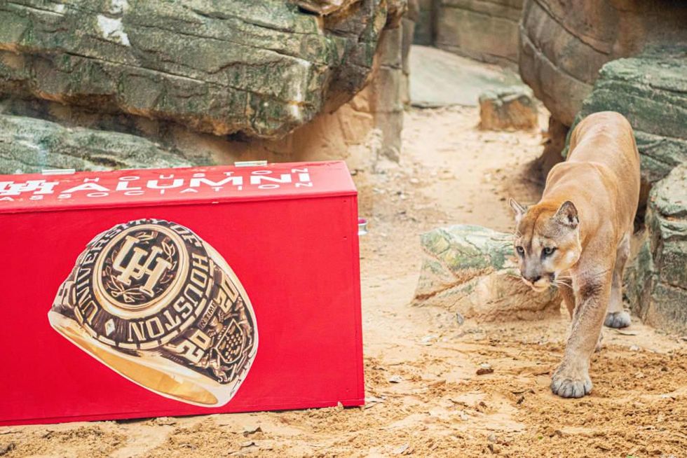 Shasta VI UH university of houston Houston Zoo