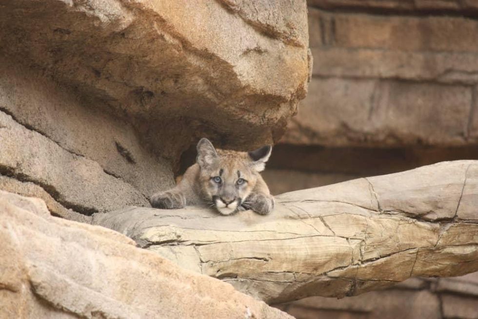 Shasta VI UH university of houston Houston Zoo