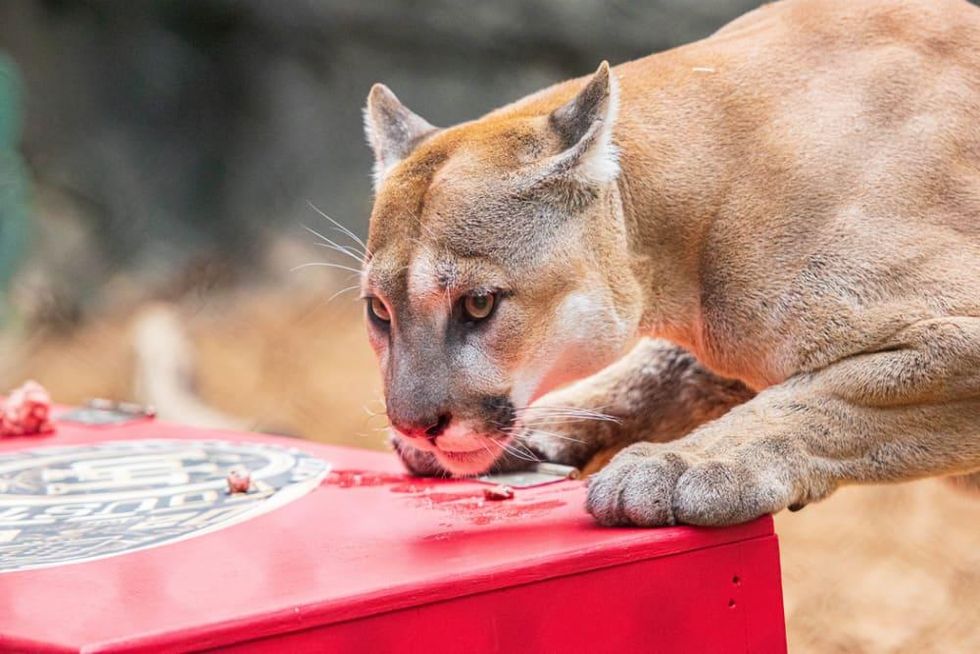 Beloved University Of Houston Cougar Mascot Shasta Vi Passes Away At 11 Culturemap Houston 