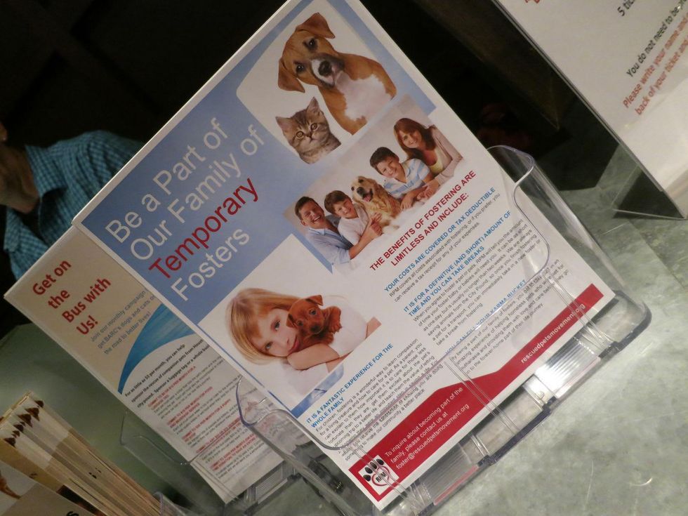 Short term foster plea for transport dogs at the Rescued Pets Movement launch party at Ibiza November 2013