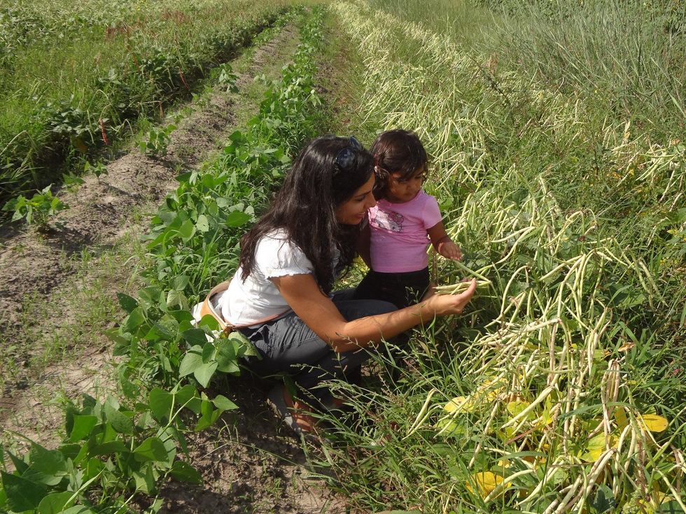 Shubhra Ramineni Beans growing at Stacey Roussel's local farm - All We Need Farm in Needville, Texas