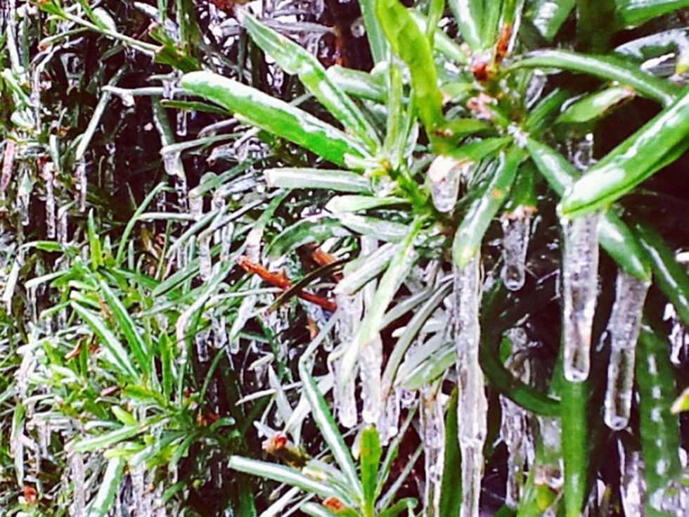 snow in Houston January 2014 plants