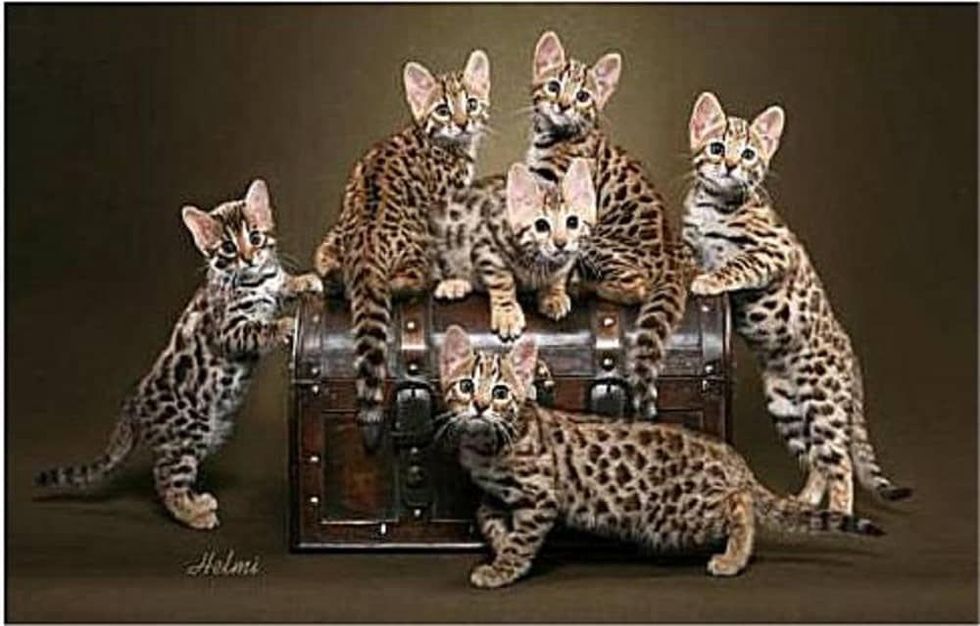 Your weekly guide to Houston Five (plus) don'tmiss events — crazy cat