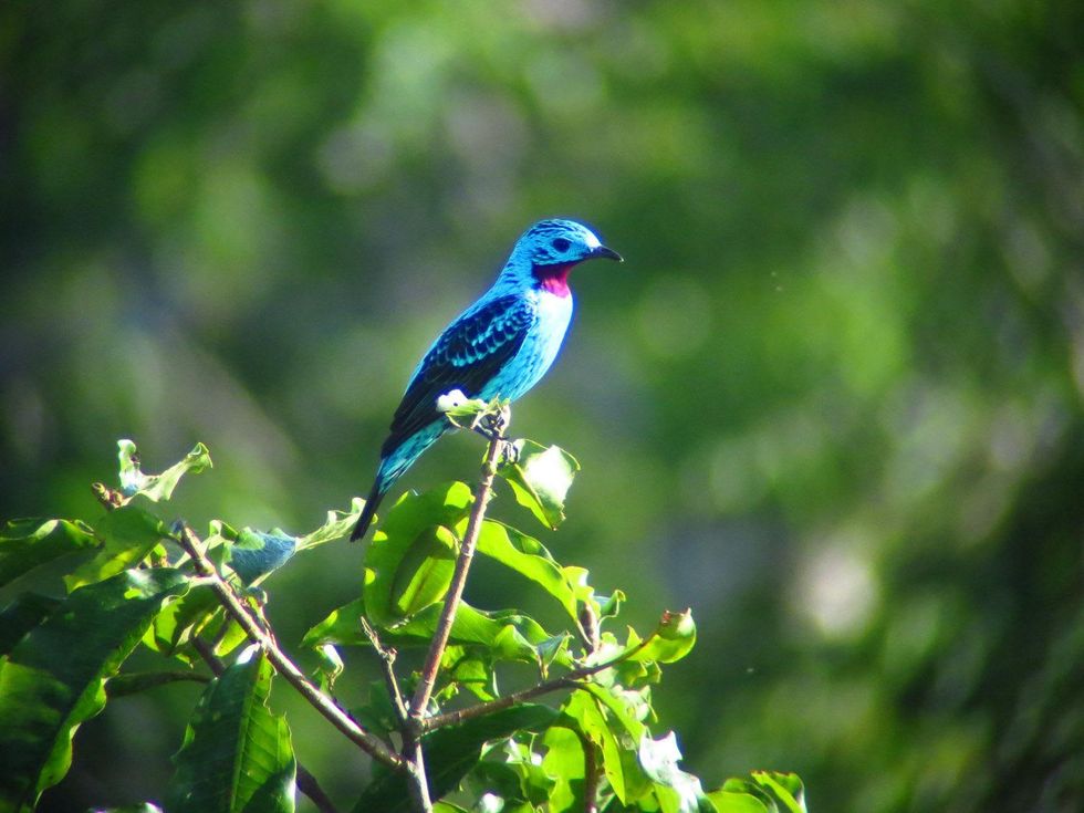 Spangled Continga one of hundreds of colorful and exotic birds thriving in the Cristalino Reserve