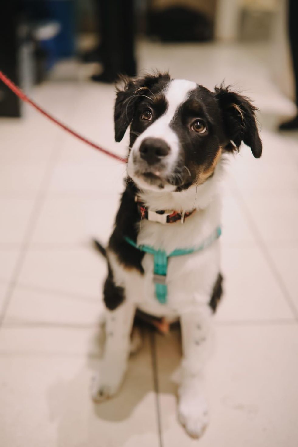 SPCA Neiman Marcus Holiday Windows of Life puppies kittens Houston