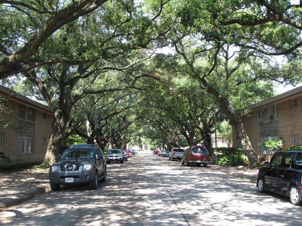 Steel Street with mature trees August 2014