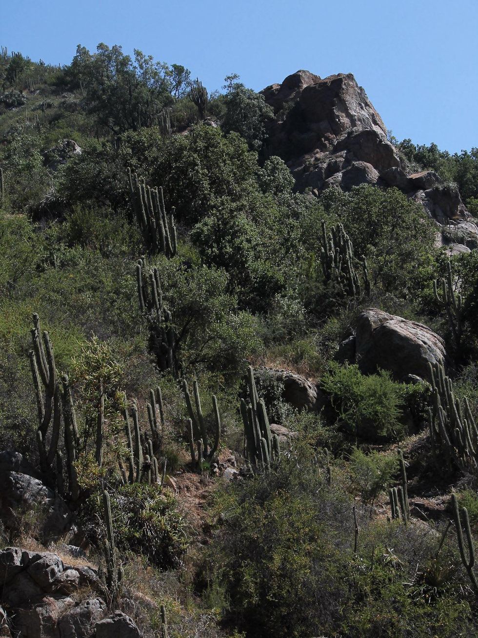 Stephan, central Chile, March 2013, La Campana National Park