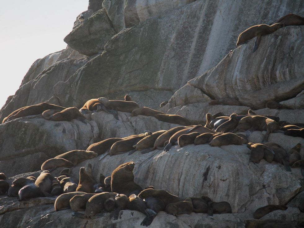 Stephan, central Chile, March 2013, South American sealions napping on the rocks off the central Chile coast