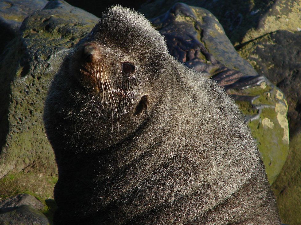 Stephan Lorenz Channel Islands January 2014 Occasionally Northern Fur Seals can be seen