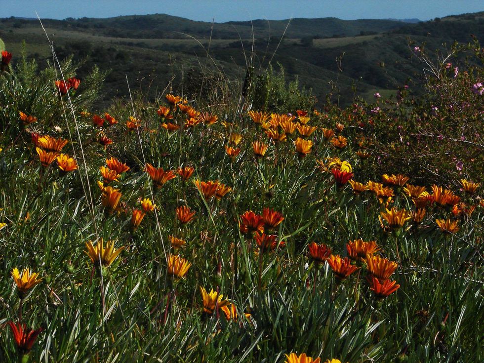 Stephan Lorenz Channel Islands January 2014 Winter and spring can bring a profusion of wildflowers on the Channel Islands