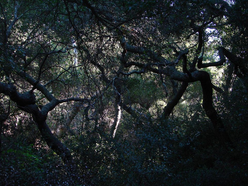 Stephan Lorenz Channel Islands January 2014 Woodland in canyons provides welcome shade during the summer months on the Channel Islands