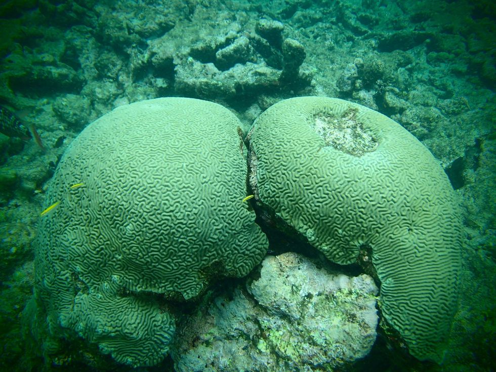 Stephan Lorenz Tobago travel February 2015 Don't miss the underwater attractions