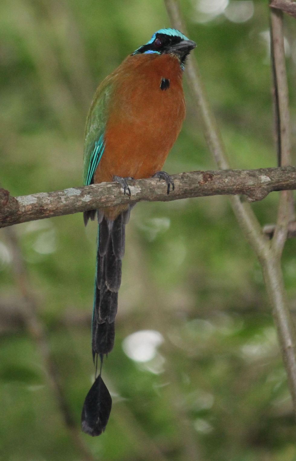 Stephan Lorenz Tobago travel February 2015 The motmot is one of the more obvious birds visitors may encounter
